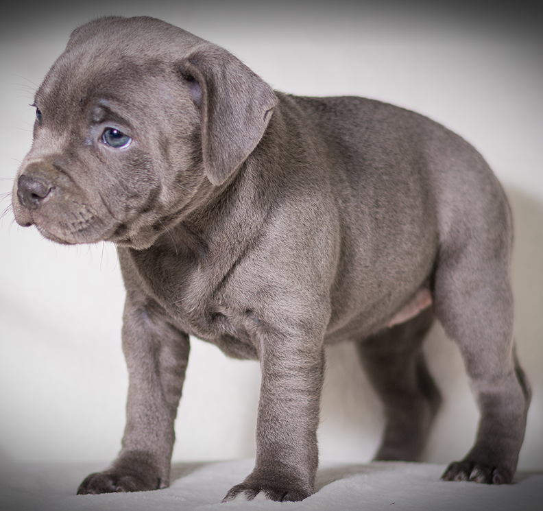 Blue staffordshire bull terrier sales puppy