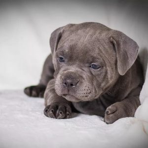 Pedigree staffy puppies best sale