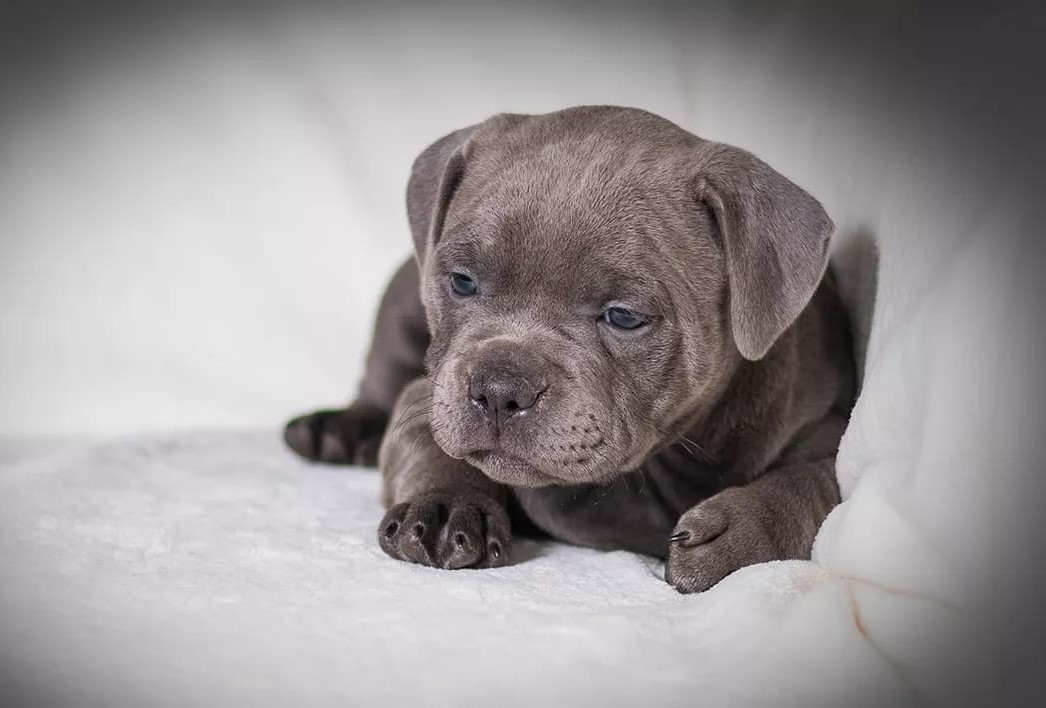 Black female hot sale staffy