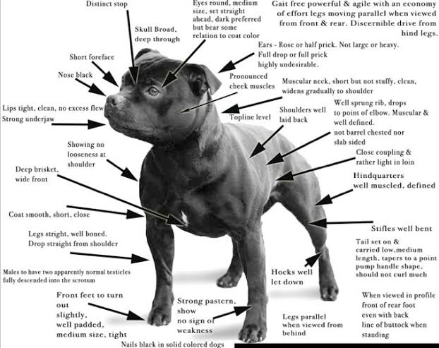 Puppy Weight Chart for Medium-Size Staffordshire Bull Terrier Dogs