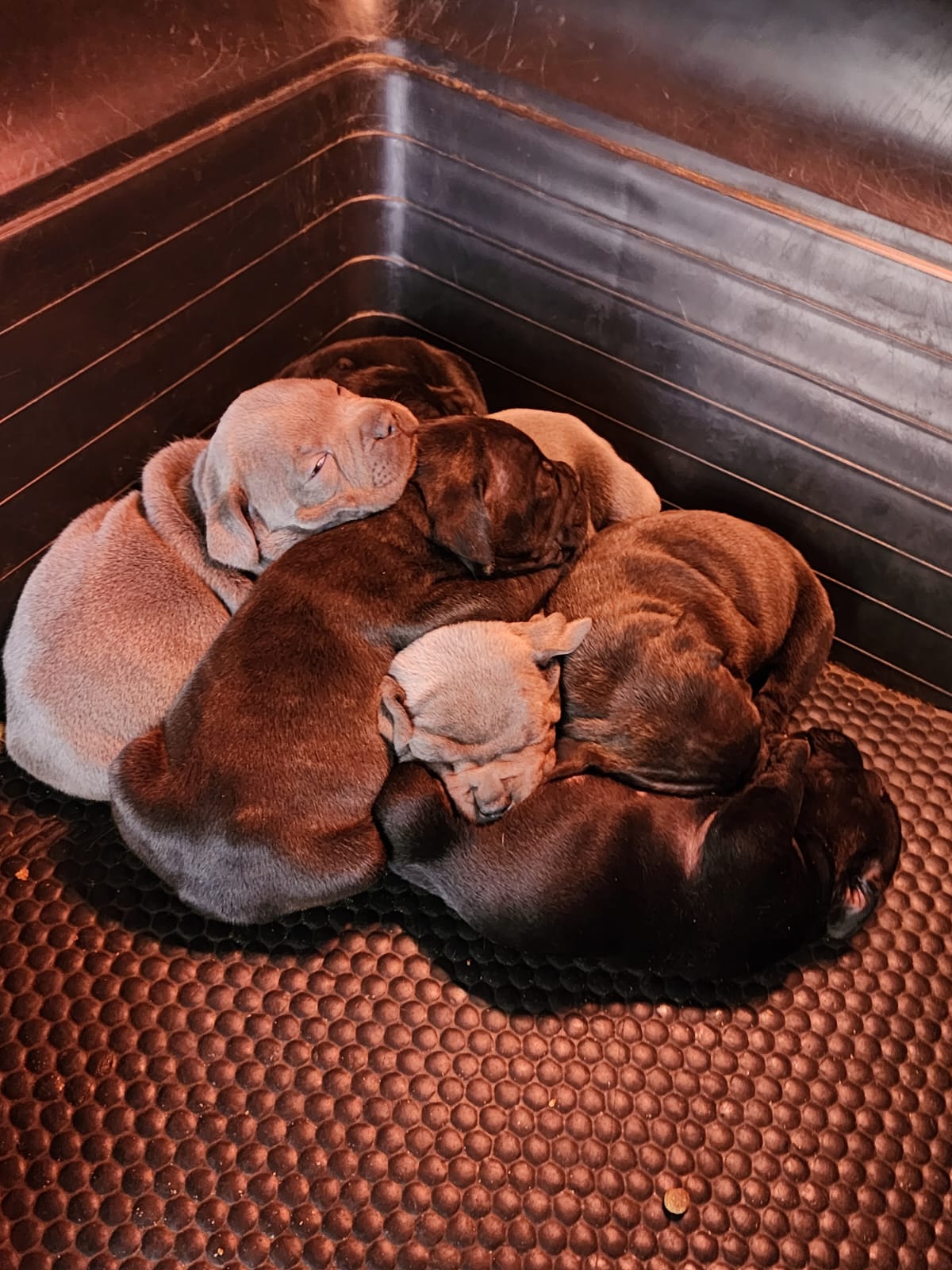 Available litter 25 May 2023 Rachel (dam) & Bouke (sire)