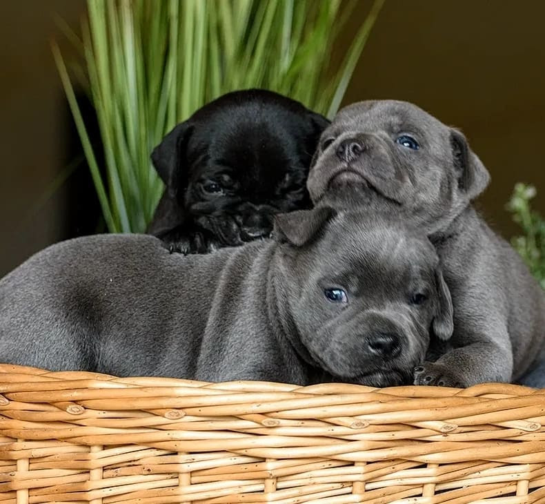 Next Planned Blue & Black Staffies Puppy Litters for 2024