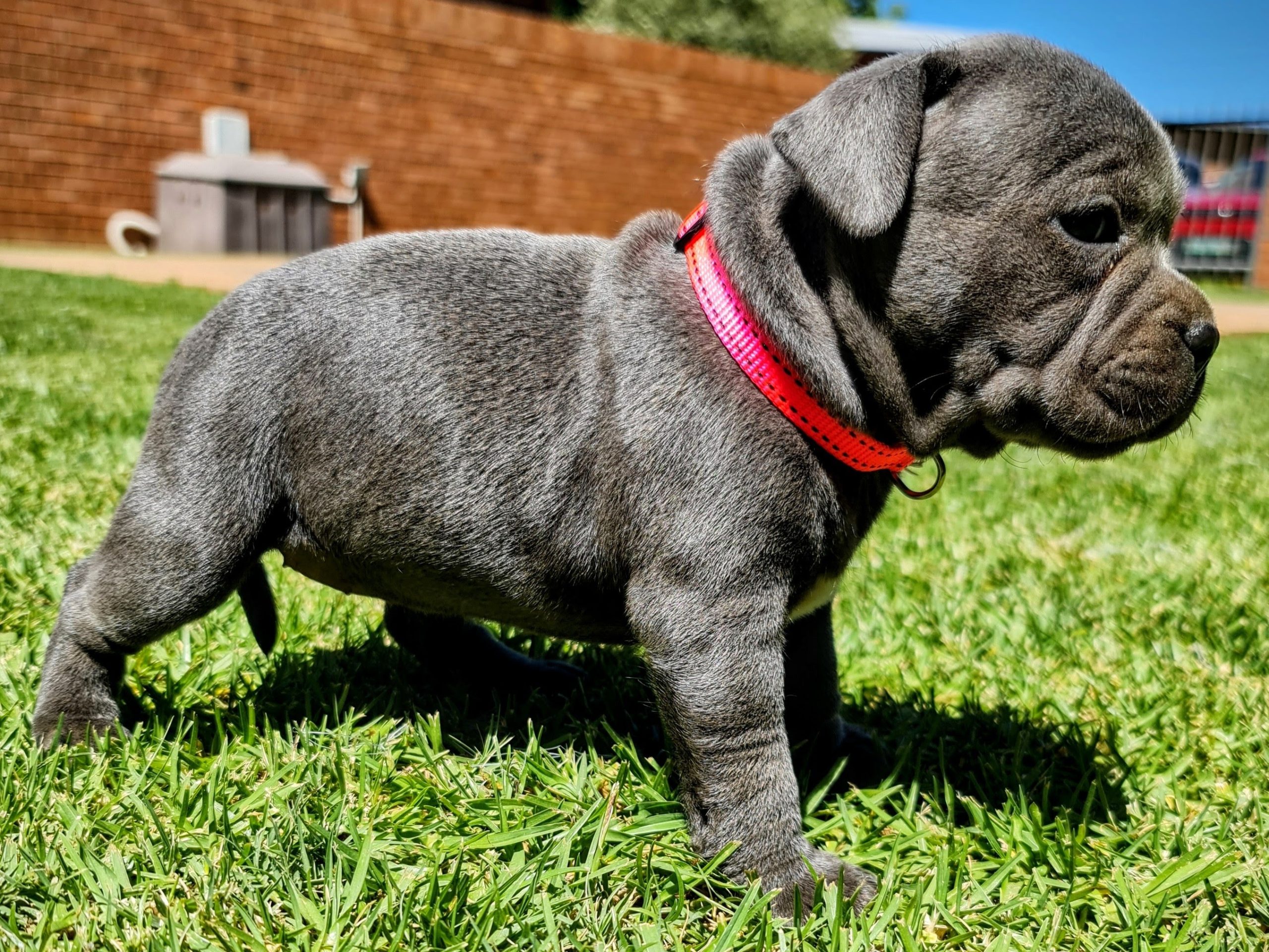 Pre-bookings Blue & Black Staffies Puppy Litters for 2026